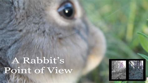 The Curse of the Were Rabbit: A Story Passed Down through Generations